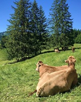 Oberstaufen Bavaria German 13